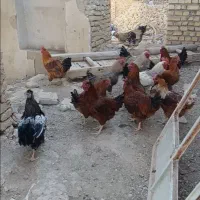 فروش تعدادی خروس قیمت توافقی|پرنده|رودشت (اصفهان), |دیوار