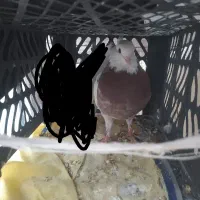 دوتا طوق سرخ باخت دادم