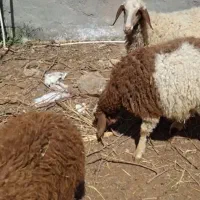فروش ۳راس گوسفند