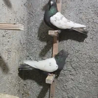 سینه سرکه ای ماده