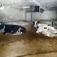 فروش گاو و گوساله شیرده روستای کزنار