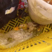 اردک همراه جوجه|پرنده|تهران, بیسیم|دیوار