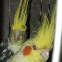 عروس هلندی نرو ماده