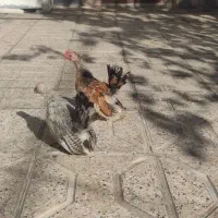 نیمچه جاپنیز زینتی منیاتوری|حیوانات مزرعه|مشهد, ویلاشهر|دیوار