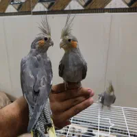 عروس هلندی و کوتوله|حراج|زابل, |دیوار