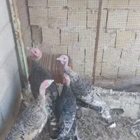 بوقلمون 6تا7ماه