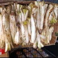 کنگر تازه