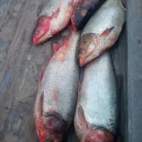 ماهی بزرگ تازه سفید