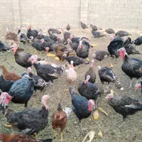 بوقلمون ماده