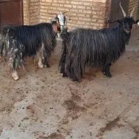 فروش بز گله داری.( بز میش بره بزغاله)