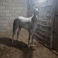 کره مادیون عرب یکسر|اسب و تجهیزات اسب‌سواری|ماهان, |دیوار