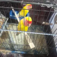 یک جفت طوطی برزیلی