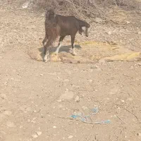 بز کهره دار|حیوانات مزرعه|برازجان, |دیوار