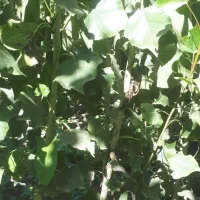 نهال صنوبر|گل و گیاه طبیعی|اردبیل, |دیوار