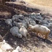 معاوضه میش و بره با زمین