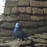 تعداد۲۰عددکبوترپرنده همه ساز