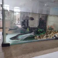 دو عدد آکواریوم با دو عدد ماهی و لجن خوار