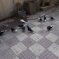 خوش رنگ سیاه