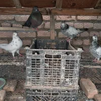 کبوترپرشی