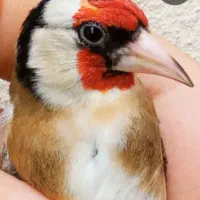 سهره محمدشهر