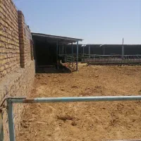 فروش گاوداری|فروش دفتر صنعتی، کشاورزی، تجاری|رضویه, |دیوار