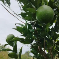 اجازه-آپارتمان