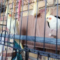 عروس هلندی نر وماده|پرنده|ارومیه, |دیوار