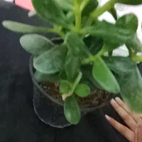 گل اپارتمانی|گل و گیاه طبیعی|پاکدشت, پاکدشت (مامازند)|دیوار