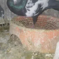 کفتر یا کبوتر سینه ماده و سیاه زاغ بزن