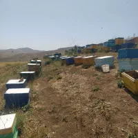 عسل طبیعی چهل چشمه روستای دەرەوزان|خوردنی و آشامیدنی|دیواندره, |دیوار