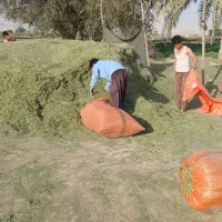 یونجه