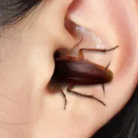 سم پاشی موریانه وسوسک با ضمانت نامه کتبی(حسنوند)|خدمات نظافت|خرمآباد, |دیوار