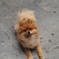 پامرانین|سگ|نقده, |دیوار