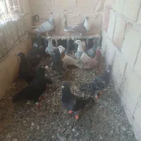 کبوتر|پرنده|ملک‌آباد, |دیوار