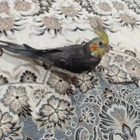 عروس هلندی زردوطوسی گم شده
