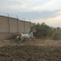 نریون سر و دمگیر کره سهیل حیدر|اسب و تجهیزات اسبسواری|خوانسار, |دیوار