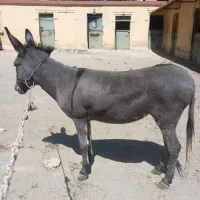 خر الاغ ماده جوان