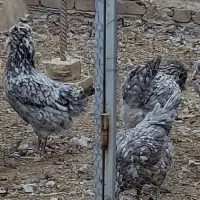 مرغو خروس گلین مشکی و طوسی|حیوانات مزرعه|قم, یزدانشهر|دیوار