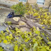 خرید انواع چوب .خرید چوب سقفی و تخته|خدمات باغبانی و درختکاری|تبریز, |دیوار