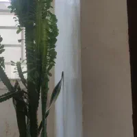 گل ایفوریا سبز