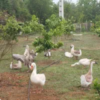 قوغاز بالغ فروشی ماسال