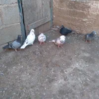 کبوتر|پرنده|اردبیل, |دیوار