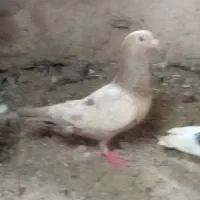 کبوتر|پرنده|زهک, |دیوار