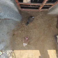 بوقلمون نروماده
