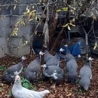 مرغ شاخدار گینه ای درجه یک