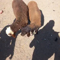بره نر ماده