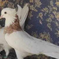 طوقی|پرنده|دهاقان, |دیوار