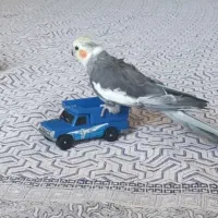 عروس هلندی نر و ماده مولد شیطون