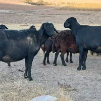 قوچ قارا قزل موسیم لخت