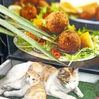 استخدام کمک آشپز